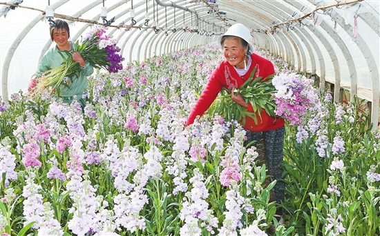 鲜花,云南,增收