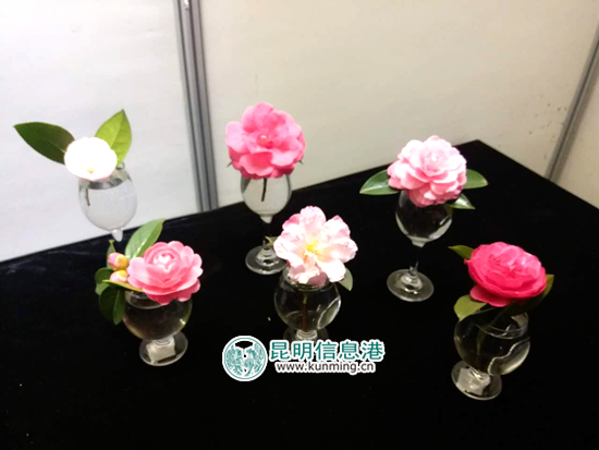 金殿茶花花朵展11日开展 上百种茶花扮靓元宵节