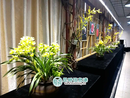 金殿茶花花朵展11日开展 上百种茶花扮靓元宵节