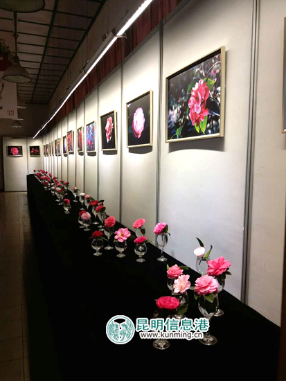 金殿茶花花朵展11日开展 上百种茶花扮靓元宵节