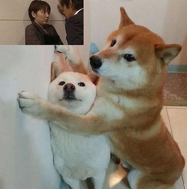 借问情人节如何过 单身狗一言不合放大招