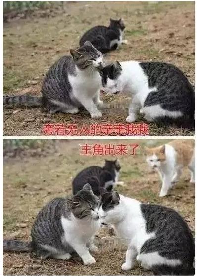 借问情人节如何过 单身狗一言不合放大招