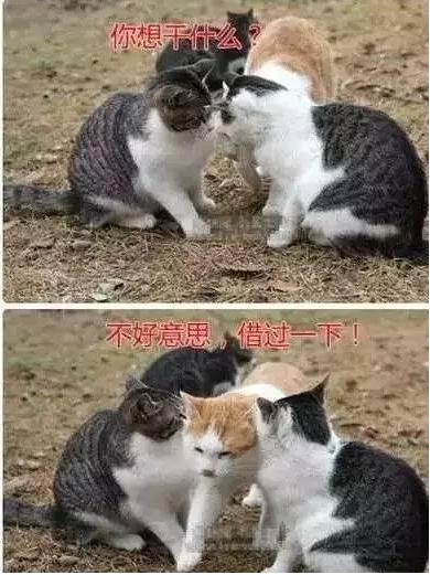 借问情人节如何过 单身狗一言不合放大招