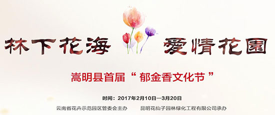 嵩明花仙子郁金香进入花期 40余名彩龙网友搭上'花车' 