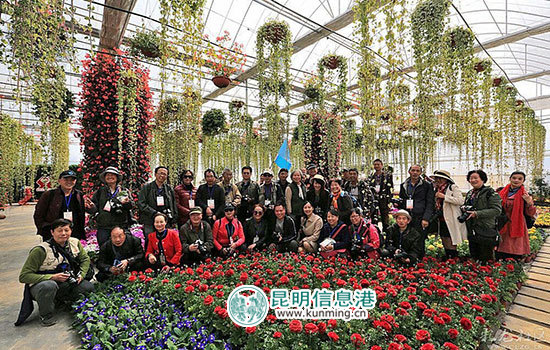 嵩明花仙子郁金香进入花期 40余名彩龙网友搭上'花车' 