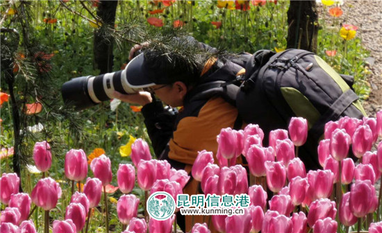 嵩明花仙子郁金香进入花期 40余名彩龙网友搭上'花车' 