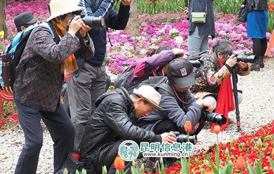 嵩明花仙子郁金香进入花期 40余名彩龙网友搭上'花车' 