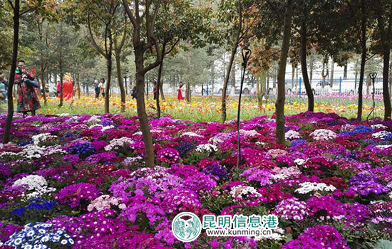 嵩明花仙子郁金香进入花期 40余名彩龙网友搭上'花车' 