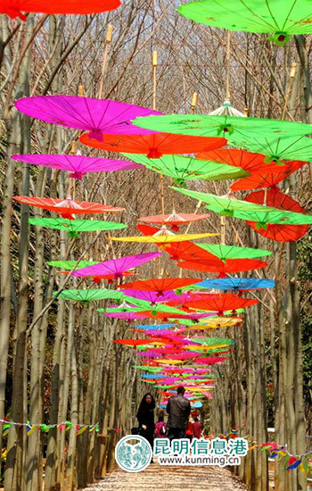 嵩明花仙子郁金香进入花期 40余名彩龙网友搭上'花车' 