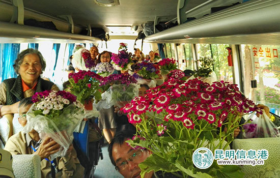 嵩明花仙子郁金香进入花期 40余名彩龙网友搭上'花车' 