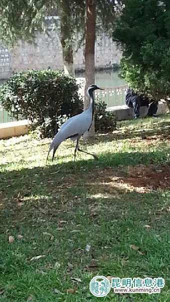 昆明动物园,蓑羽鹤,出走 昆明动物园,蓑羽鹤,出走