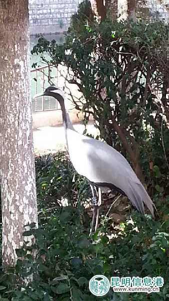 昆明动物园,蓑羽鹤,出走 昆明动物园,蓑羽鹤,出走