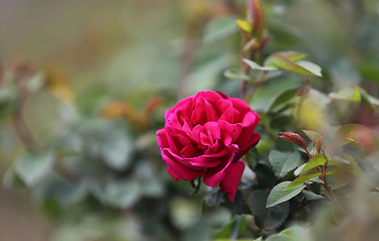 20日下午三点半外交部推荐云南 六大'云品'邀世界共享