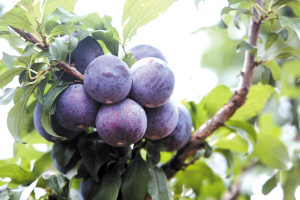 20日下午三点半外交部推荐云南 六大'云品'邀世界共享