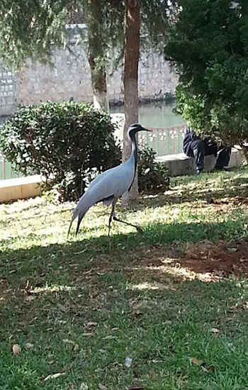 昆明动物园1只蓑羽鹤出走4天未归 多方寻找未果