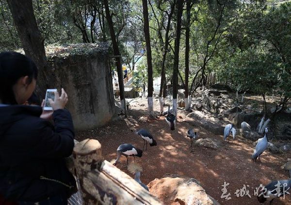 鹤,动物园,打架