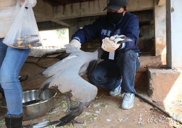 鹤,动物园,打架