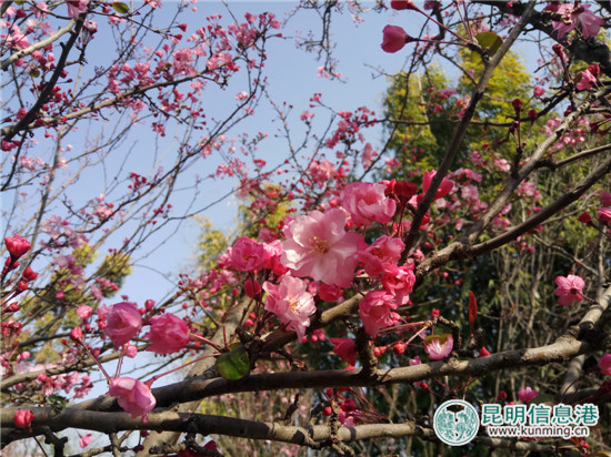 “花都花海·醉美圆通”樱花节本周六在昆明动物园启幕