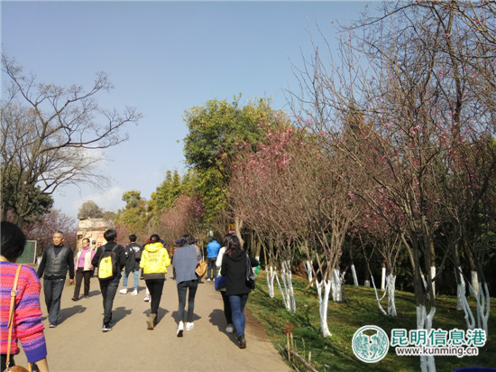 “花都花海·醉美圆通”樱花节本周六在昆明动物园启幕