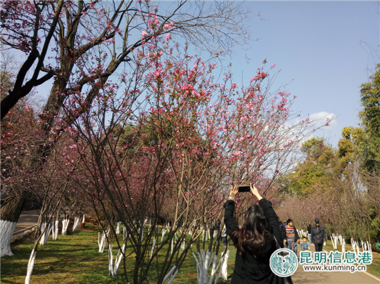 “花都花海·醉美圆通”樱花节本周六在昆明动物园启幕