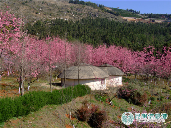 郊野公园版的“三生三世 十里桃花”本周末与游客见面 郊野公园版的“三生三世 十里桃花”本周末与游客见面