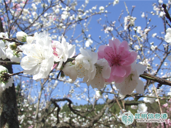 郊野公园版的“三生三世 十里桃花”本周末与游客见面 郊野公园版的“三生三世 十里桃花”本周末与游客见面