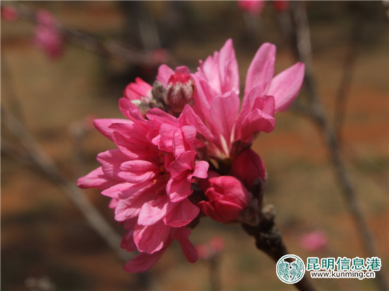 郊野公园版的“三生三世 十里桃花”本周末与游客见面 郊野公园版的“三生三世 十里桃花”本周末与游客见面