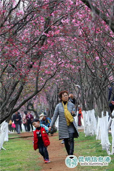 “圆通樱潮”携手非遗来袭 为游客展示烂漫与厚重之美 “圆通樱潮”携手非遗来袭 为游客展示烂漫与厚重之美