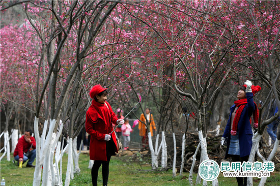 “圆通樱潮”携手非遗来袭 为游客展示烂漫与厚重之美 “圆通樱潮”携手非遗来袭 为游客展示烂漫与厚重之美