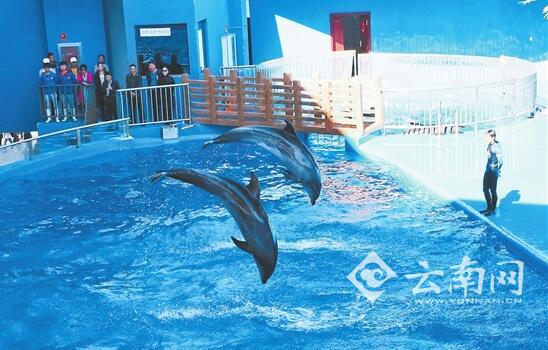 石林冰雪海洋世界开园半年接待游客52万人次