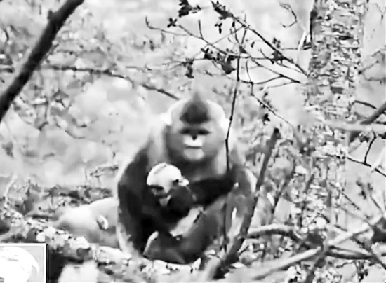 滇金丝猴白马雪山生宝宝被全程拍下 属全世界首拍