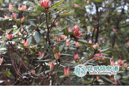 牛栏江镇第四届马鞍山马缨花节开幕 马缨花海美醉游人