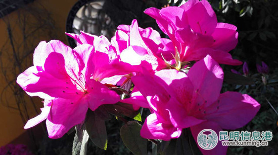 第十五届昆明杜鹃花节启幕 第十五届昆明杜鹃花节启幕