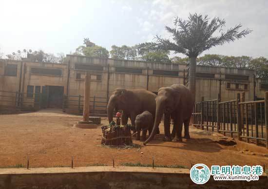 动物园,昆明,亚洲象 动物园,昆明,亚洲象