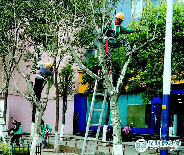 五华绿化为320余株法国梧桐“剪枝”