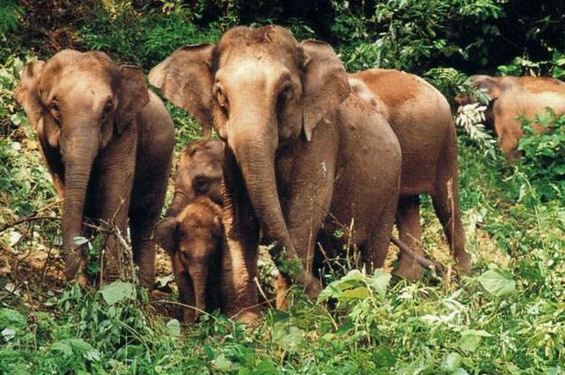 景洪市一村民遭野象攻击受伤 已送医院救治