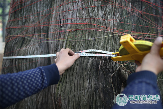 黑龙潭920岁'老宋柏'身高测得29米 黑龙潭920岁'老宋柏'身高测得29米