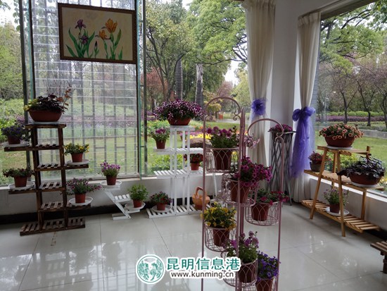 西华公园第三届鸢尾花展4月1日开幕 花展期间招募“小小植物医生”