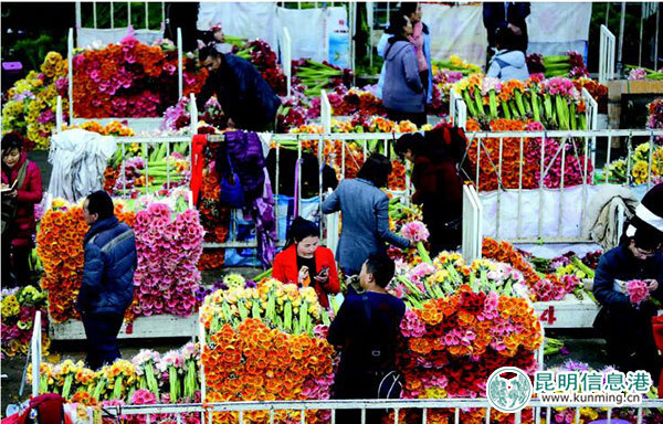 斗南将建花卉旅游小镇 助力“世界春城花都”