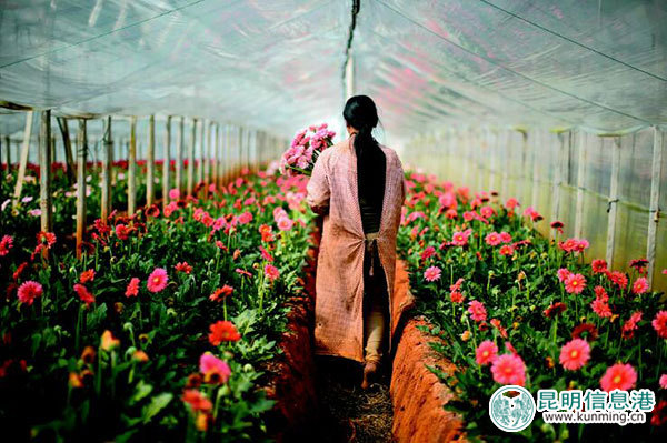 斗南将建花卉旅游小镇 助力“世界春城花都”