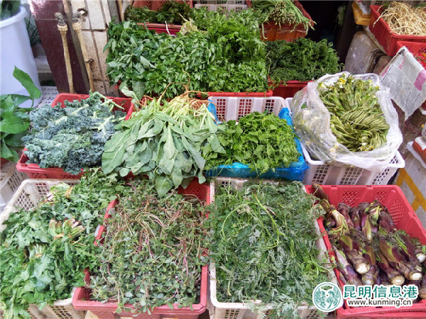 野菜,种类,香椿