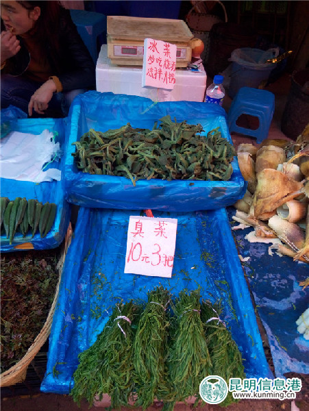 野菜,种类,香椿