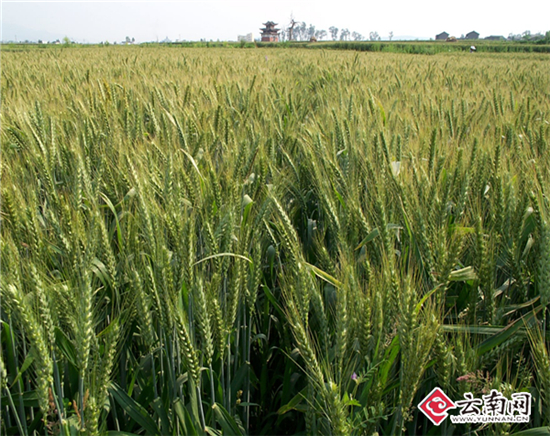 一个玉米一个小麦 它们都获得了云南科技进步一等奖 一个玉米一个小麦 它们都获得了云南科技进步一等奖