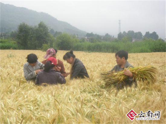 一个玉米一个小麦 它们都获得了云南科技进步一等奖 一个玉米一个小麦 它们都获得了云南科技进步一等奖