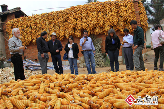 一个玉米一个小麦 它们都获得了云南科技进步一等奖 一个玉米一个小麦 它们都获得了云南科技进步一等奖