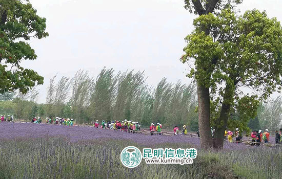 最美滇池·公益徒步环滇活动第二站在斗南启动