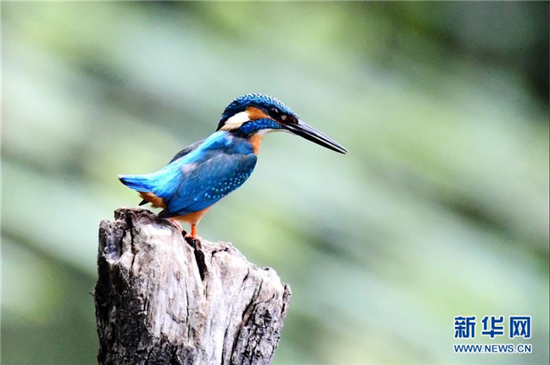 阳春三月拍翠鸟