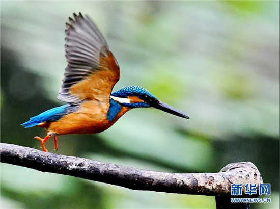 阳春三月拍翠鸟