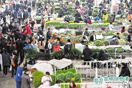 夜访斗南 国际友人惊叹“亚洲花都”不简单