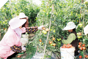 对话昆明市扶贫办主任杨凡：扶持一个村 脱贫一个村 